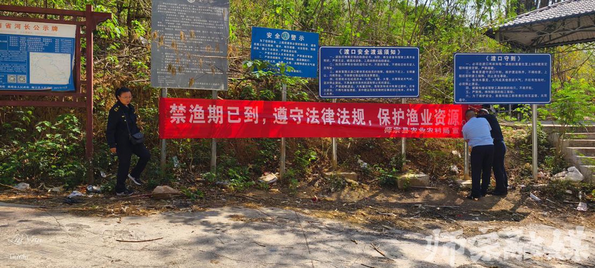 南靖景观松
